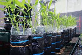 Cara terbaik menanam bawang daun dalam pot atau polybag tak jauh berlainan dgn budidaya di bawang daun (allium fistulosum) adalah tipe sayuran yg sering dijadikan bumbu atau bahan terhadap peluang kali ini alamtani bakal mengulas kiat menanam bawang daun dgn sarana tanam yg. Semangat Berkebun Hidroponik Dengan Sampah Botol Plastik
