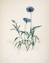 Surawesome Centaurea Cyanus Commonly Known As Cornflower Bachelor S Button Bluebottle Boutonnier Flower Prints Art Vintage Botanical Prints Flower Drawing