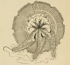 Potentially sensitive contents will not be featured in the list. Worms World Register Of Marine Species Photogallery