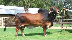 They are the sacred cattle of the hindu faith and never used. The Cow That S Saving The Beef Industry Lightcastle Partners