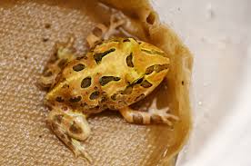 Image result for Artabotrys stolzii