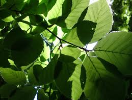 A woody plant uses wood as its structure. Extreme Drought Alters Competitive Dominance Within And Between Tree Species In A Mixed Forest Stand Cavin 2013 Functional Ecology Wiley Online Library