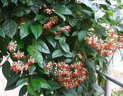 Red bleeding heart vine plant. Red Bleeding Heart Vine Perennials All Almost Eden