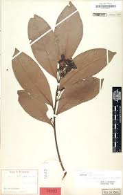 Image result for Justicia heterocarpa