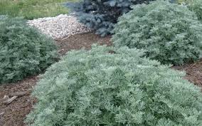 Image result for Artemisia sp.no.1