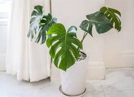 Buy rhododendron shrubs and bushes online with delivery right to your door. Philodendron Care Guide Growing Information And Tips Proflowers