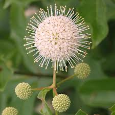 Image result for Cephalanthus