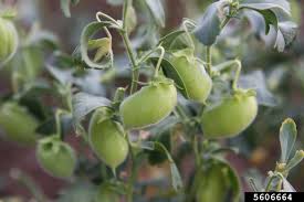 Image result for Cicer arietinum