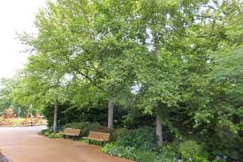 Image result for tupelo tree
