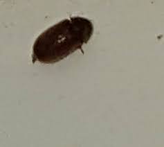 Small Black Bugs Near Window Sill : R/Whatbugisthis
