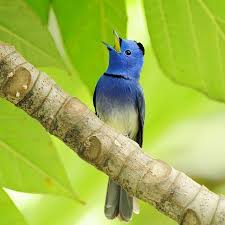 Proudly Announcing Beautiful Bird Wallpaper Beautiful Birds Pet Birds