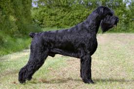 He'll follow you around the. Giant Schnauzer Hardworking Loyal Brave Wag Pet Boutique