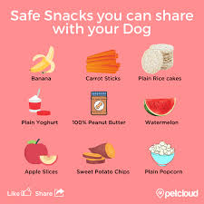 For sure, celery is a healthy treat for your dog. Can My Pet Eat A List Of Human Foods That Pets Can And Can T Eat Blog Petcloud