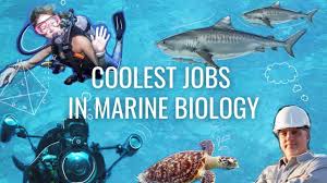 How much money does a marine biologist make in canada. What It S Like Working At A Marine Conservation Ngo Abroad Marine Biology Careers Youtube