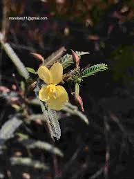 Image result for Chamaecrista mimosoides