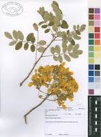 Image result for Senna singueana