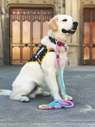 We did not find results for: Gigantic List Of The Top 150 Service Dog Tasks The Atomic Hound In 2020 Service Dog Patches Psychiatric Service Dog Service Dog Vests