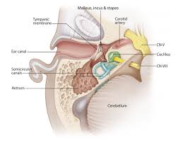 Image result for Temporal Bone