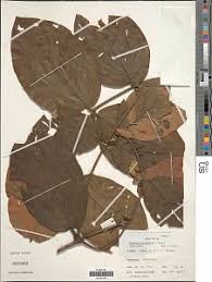 Image result for Tarenna leonardii