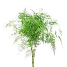 Image result for Asparagus buchananii