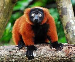 The Red Ruffed Lemur This Exquisitely Colored Species Is Critically Endangered And Part Of Its Habitat In Unusual Animals Animals Beautiful Endangered Animals
