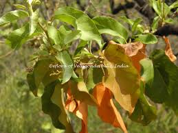 Image result for Croton dichogamus