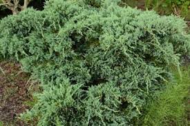 Growing Japanese Junipers How To Care For Japanese Juniper Shrubs In 2020 Plants Juniper Plant Kale Plant