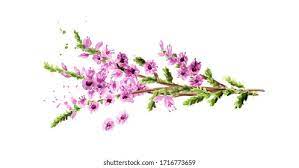 Heather Flowers High Res Stock Images Shutterstock