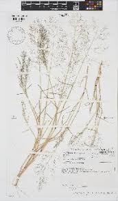 Image result for Eragrostis glandulosipedata