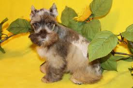 The miniature schnauzer is very intelligent, curious, playful and loyal, and they are good with children and. Miniature Schnauzers