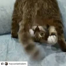 Instagram Post By Tc S Muyic Jun 10 2018 At 11 23am Utc In 2020 Cute Cats Kittens Cutest Cat Lovers