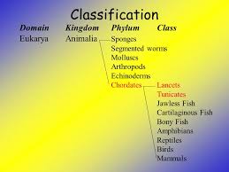 The Link Between Invertebrates And Vertebrates Ppt Video Online Download