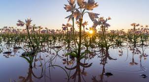 Image result for Arthraerua leubnitziae