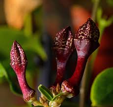 Image result for Ceropegia cimiciodora