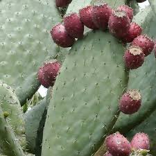 You'll find nopalitos in your mexican food section. Opuntia Ficus Indica 30 Fresh Seeds Prickly Pear Purple Fruit Edible Cactus 751195451459 Ebay
