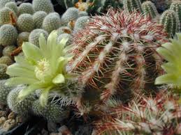Since i am in a temperate climate and grow very little indoors, i'd like to plug cold hardy cactus. Succseed Frosthardy Cacti