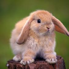 A Picture To Paint Of A Baby Bunny Rabbit Tree Stump Ears Beautiful Animal Mashups Animals Bunny Cages