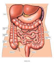 Abdominal surface anatomy can be described when viewed from in front of the abdomen in 2 ways corresponds to a line drawn joining the lower most bony point of the rib cage, usually 10th surface anatomy. Male Lower Abdabominal Anatomy Santa Barbara Deep Tissue Riktr Pro Massage Nicola Lmt