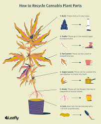 For hash, sugar leaves can be dried, chopped, and further processed into hash or cannabutter. What To Do With Cannabis Stalks Leaves And Stems From Harvest Maui Cannabis Guild