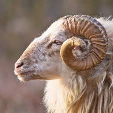New Moon In Aries 2019 Animals Animals And Pets Cute Animals