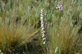 Image result for Holothrix papillosa