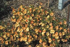 Image result for Mimulus