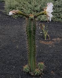 Echinopsis ancistrophora cactus plánt flọwering succulent cacti séẹd 15 séẹds seeds_easy_grow. Echinopsis Lageniformis Bolivian Torch Cactus Succulents Network