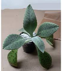 Image result for Kalanchoe glaucescens