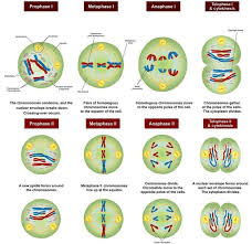 Genetics In 2020 Meiosis Meiosis Activity Biology Lessons
