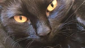 Kara Kedi Sans Mi Getirir Sanssizlik Mi