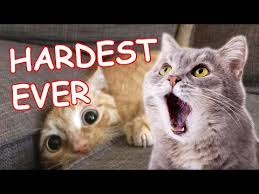 6 The Best Funny Cat Videos Hardest Try Not To Laugh Challenge Ever Youtube In 2020 Cute Cat Gif Funny Cute Cats Cat Gif