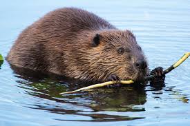 300+ vectors, stock photos & psd files. Internet Down In Canada Beaver Chewed Through Cables