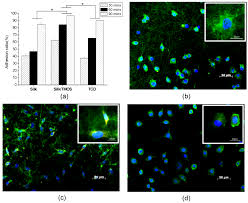 It shows the effects of a society's culture on the values of its members. Membranes Free Full Text Fabrication And Biocompatibility Of Electrospun Silk Biocomposites Html