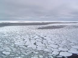 Image result for images of arctic sea ice